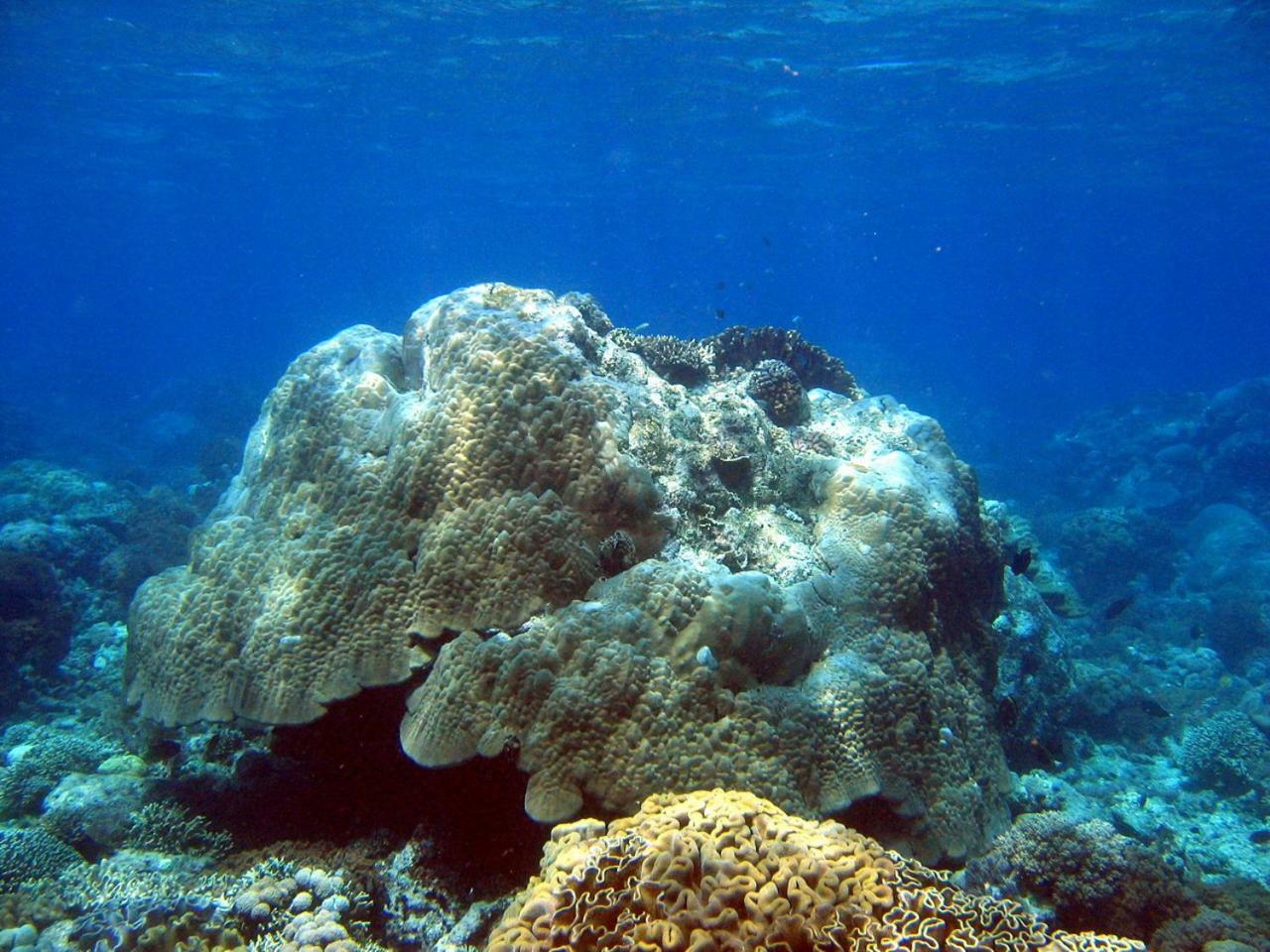 Bunaken Sea Garden Resort Exterior photo